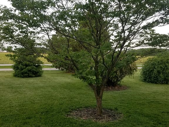 Side Yard