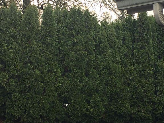 Lush, mature shrubs in back
