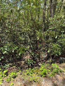 47 Hornbeam Rd #234, Newland, NC, 28657