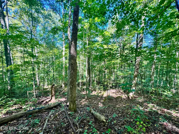 53 W Bobcat Ln, Wilder, TN 38589