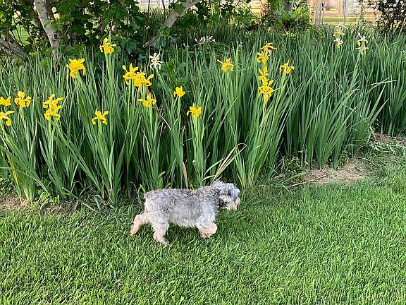 Dogs love the large yard