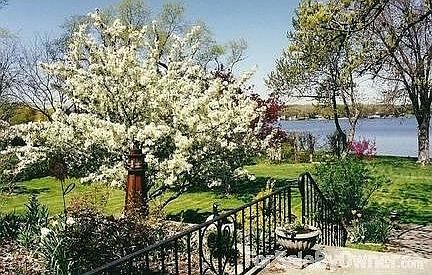 View from Patio in Spring
