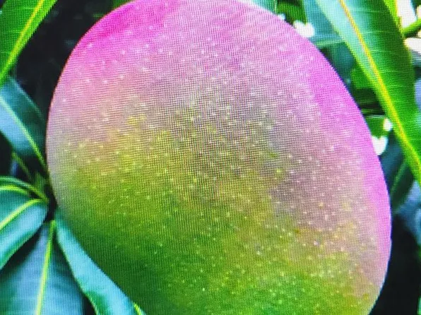 2829 NW 9th Place, Fort Lauderdale, FL 33311