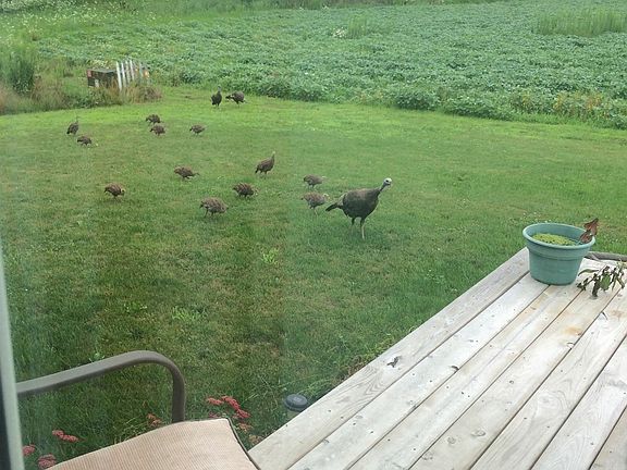 Backyard view from sliding g