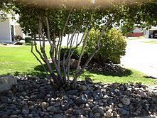 1st image of 1312 Chichester Dr