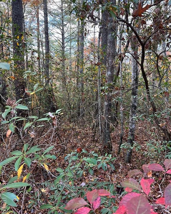 2nd image of lot 71 Big Pine Road