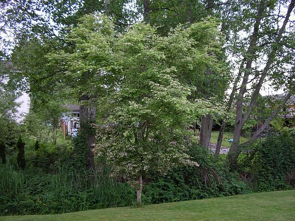 Tree by creek