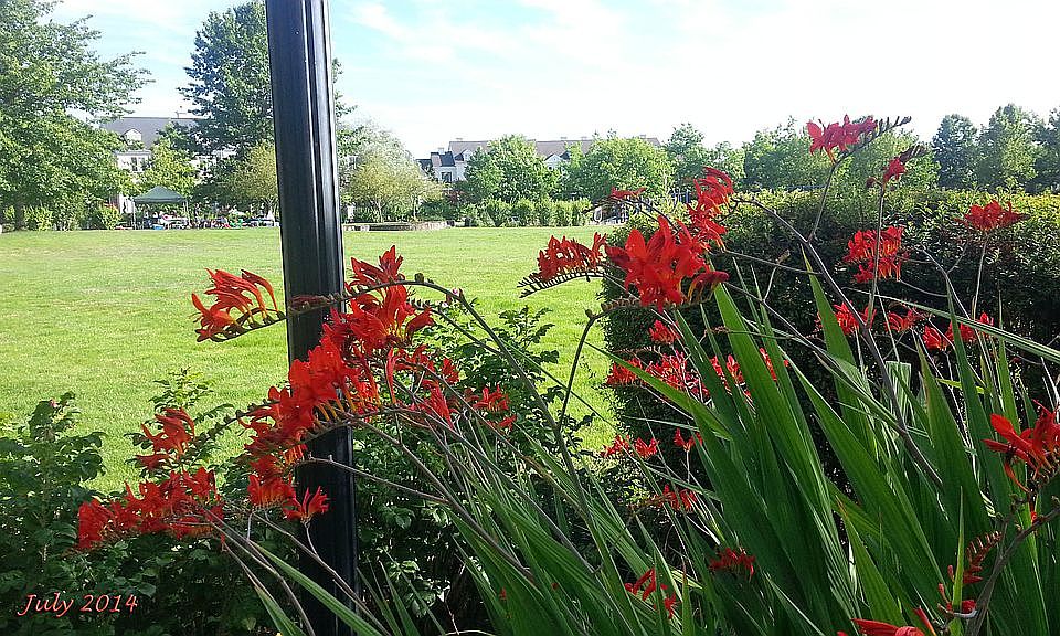 Rosebay Park