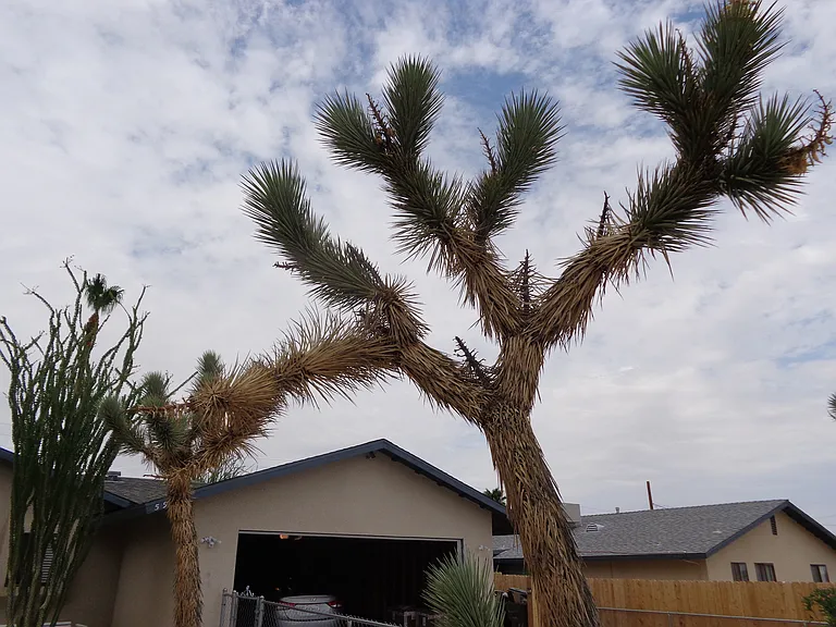 5984 La Buena Tierra Ave — Photo 13