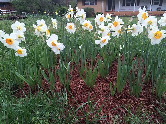 Hundreds of Daffodils