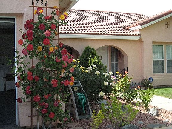 climbing roses front