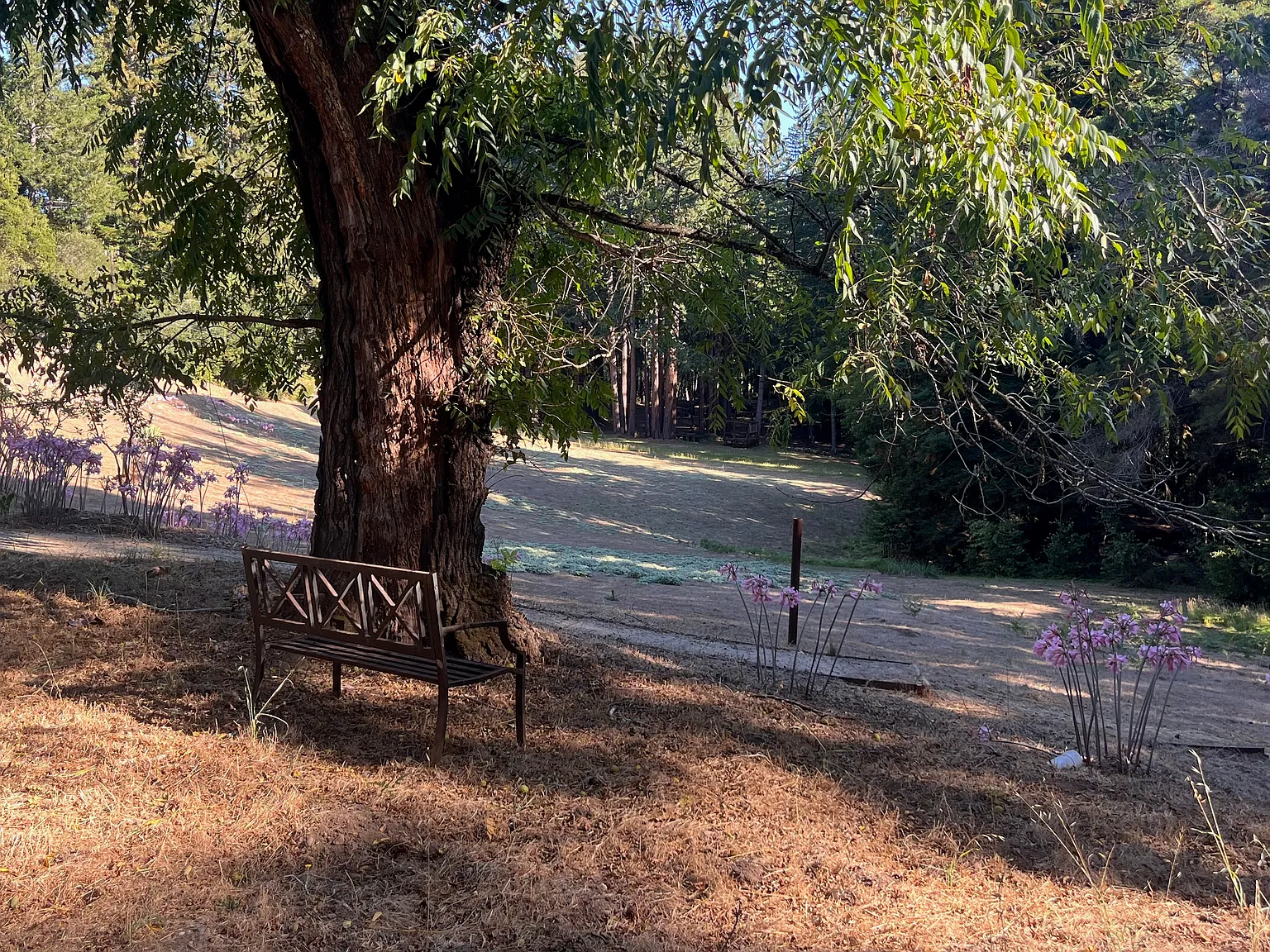 Ridge Rd, Ben Lomond — Photo 4