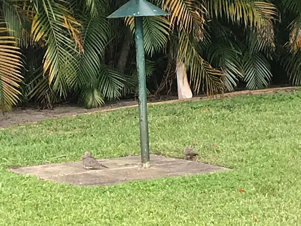 Bird feeder 