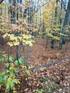 LOT 8&9 Eden Dr #9 & 8, Iron River, MI, 49935