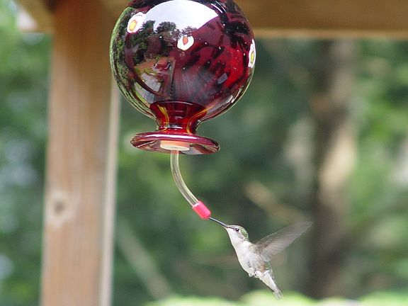 Humming birds on the deck