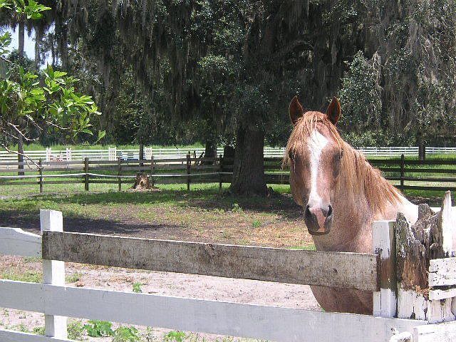 ACTIVE RANCH
