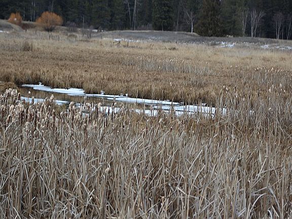 wetland in winter