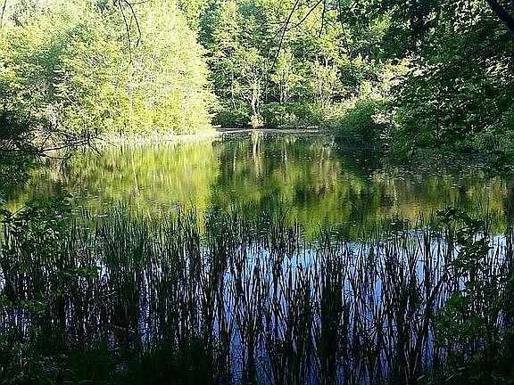 Pond