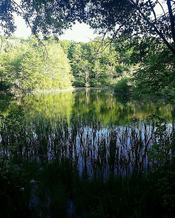 Pond