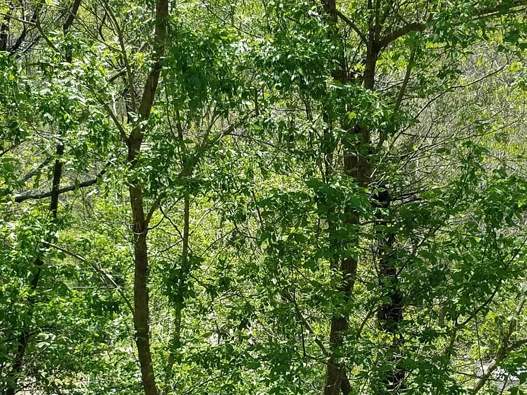 10431 Bent Mountain Rd photo 1