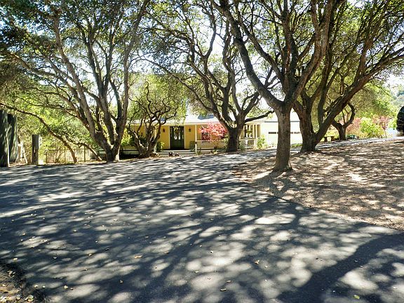 Driveway and Oak Trees