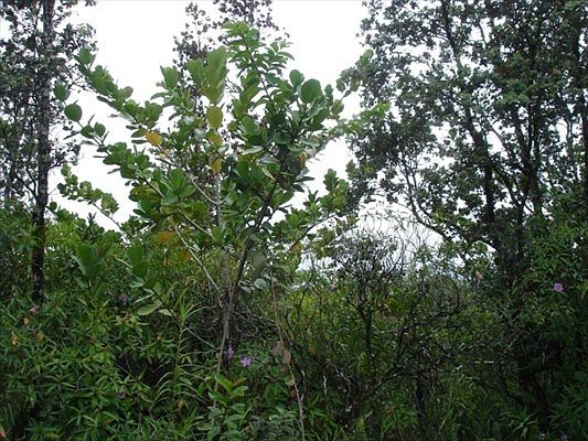 2nd image of Loke Rd Lot 3040