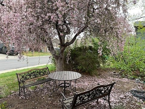Front garden: table and benches