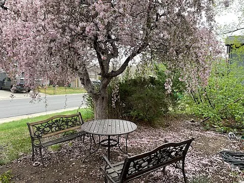 Front garden: table and benches