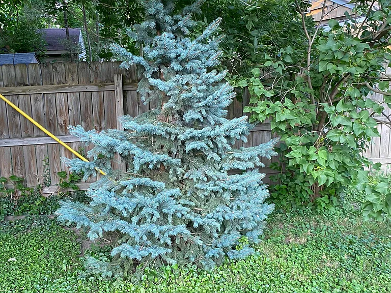 Pine tree in backyard