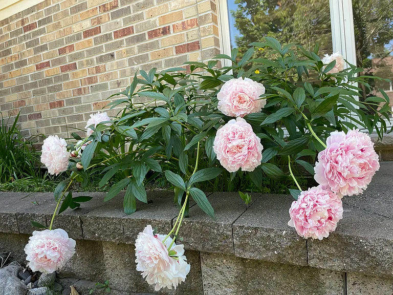 garden bed