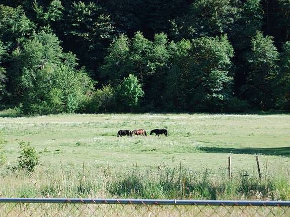 Pasture with horses & tre