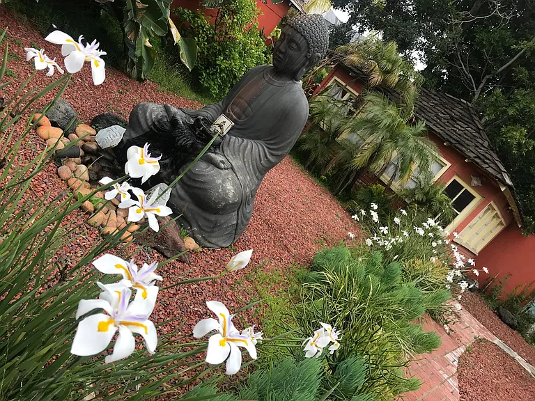 Back yard