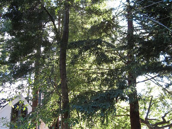 redwoods on side of house