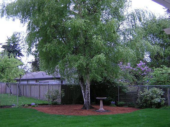 Back yard