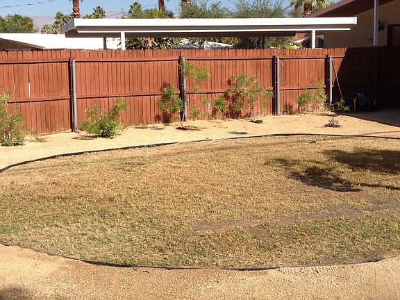 Mexican hibiscus (yellow) 