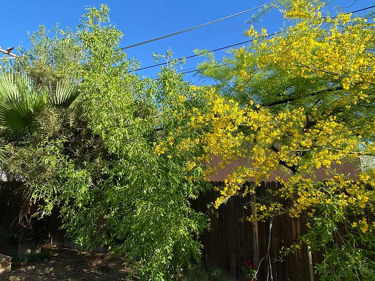 3041 E Loretta Dr — Photo 80