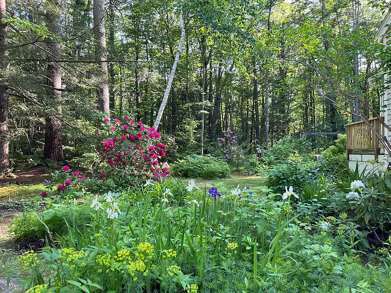 View to the back of the property in summer.