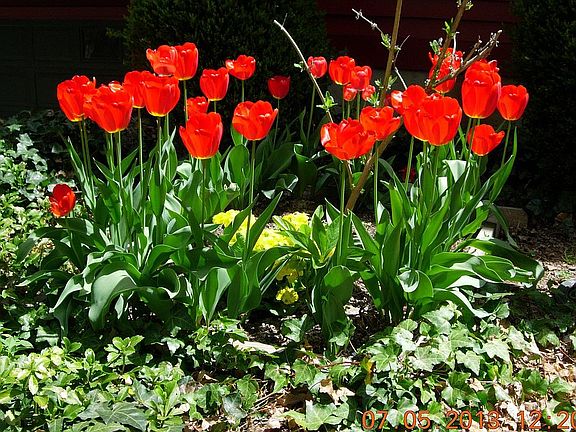 Apeldoorn Tulips & Yarrow