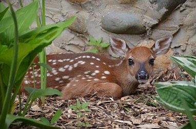 Friendly neighbors