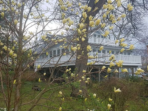 Back of the house in Spring