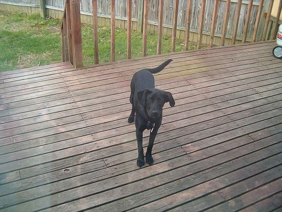 On the back deck (dog not included!)