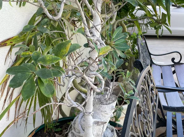 3223 Monsarrat Ave #P, Honolulu, HI 96815