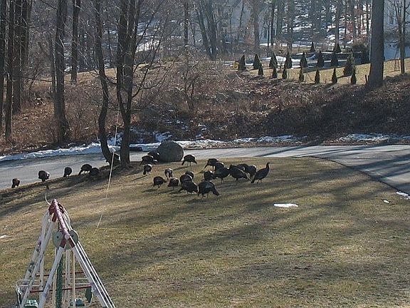 Wild turkeys visiting