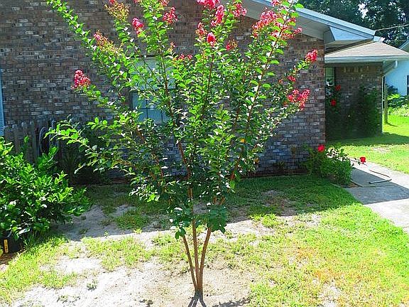 Crape Myrtle in spring