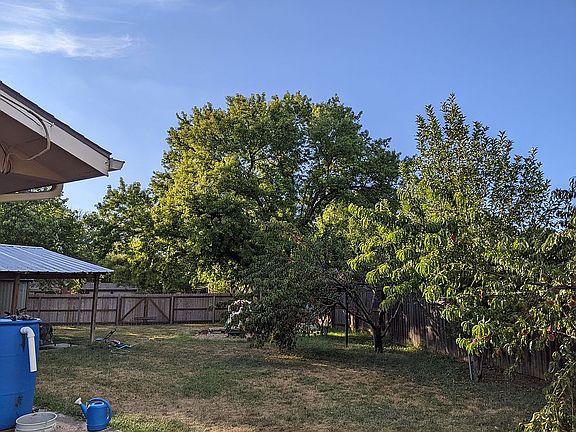 Backyard, fruit trees