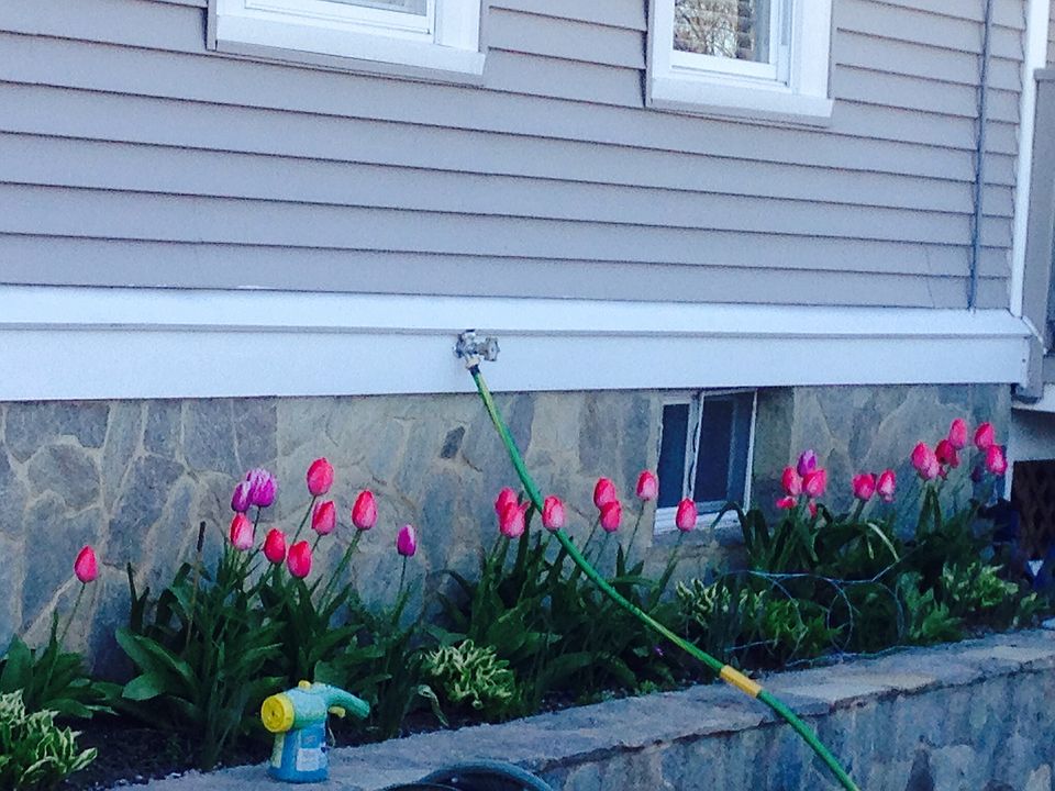 Amazing spring flowers