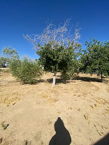 16463 Solvang Ave — Photo 29