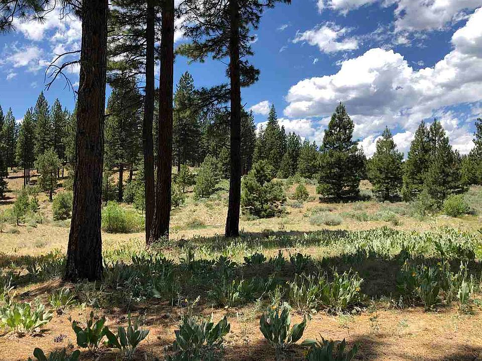 1st image of 56 Blacktail Poin #1