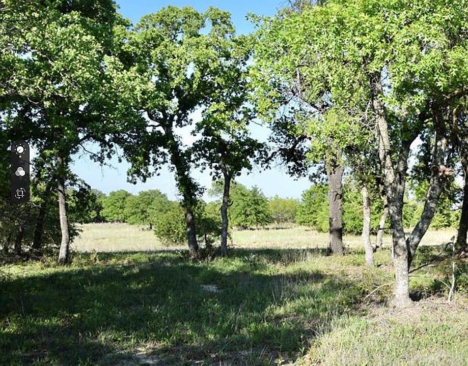 Beautiful oak trees. 