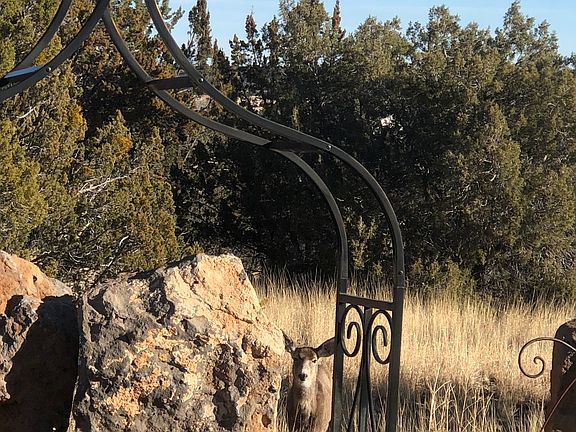 I spy a dear...do you?